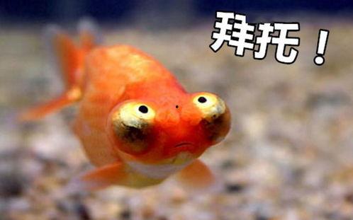 金鱼爆料视频大全最新下载,最新下载集锦一览